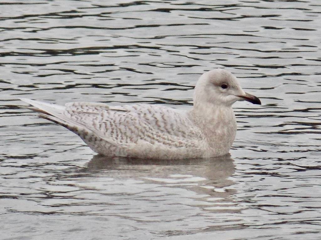 Iceland Gull by Fyn Kynd is licensed under CC BY 2.0.